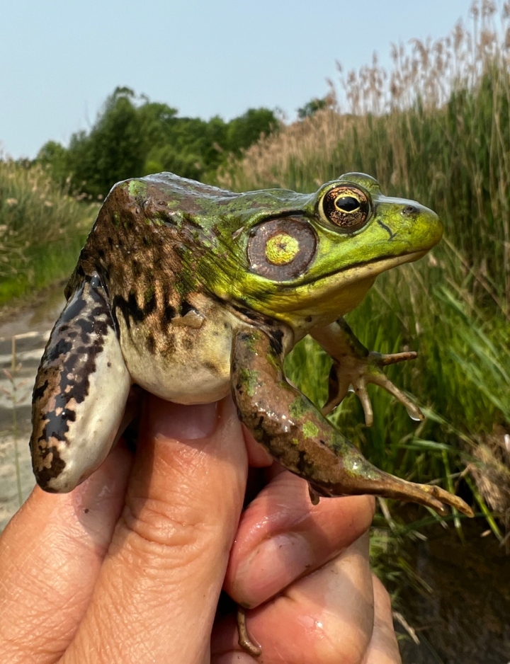 American Bullfrog